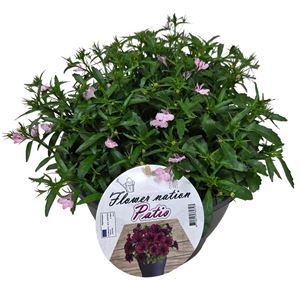 Bild von Lobelia TP26 Blue